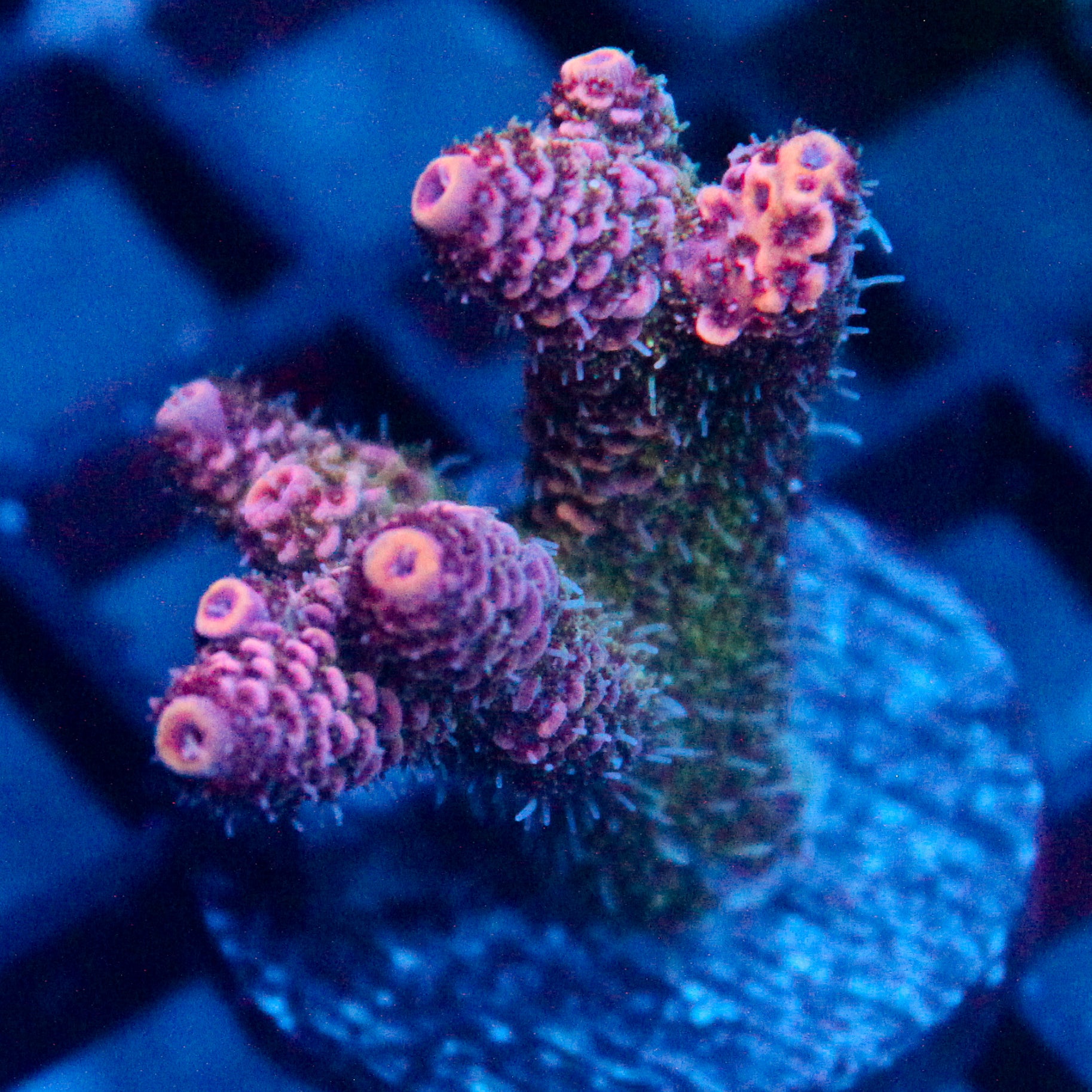JC Enchantment Acro