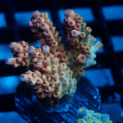 JC Pink Whisper Acro