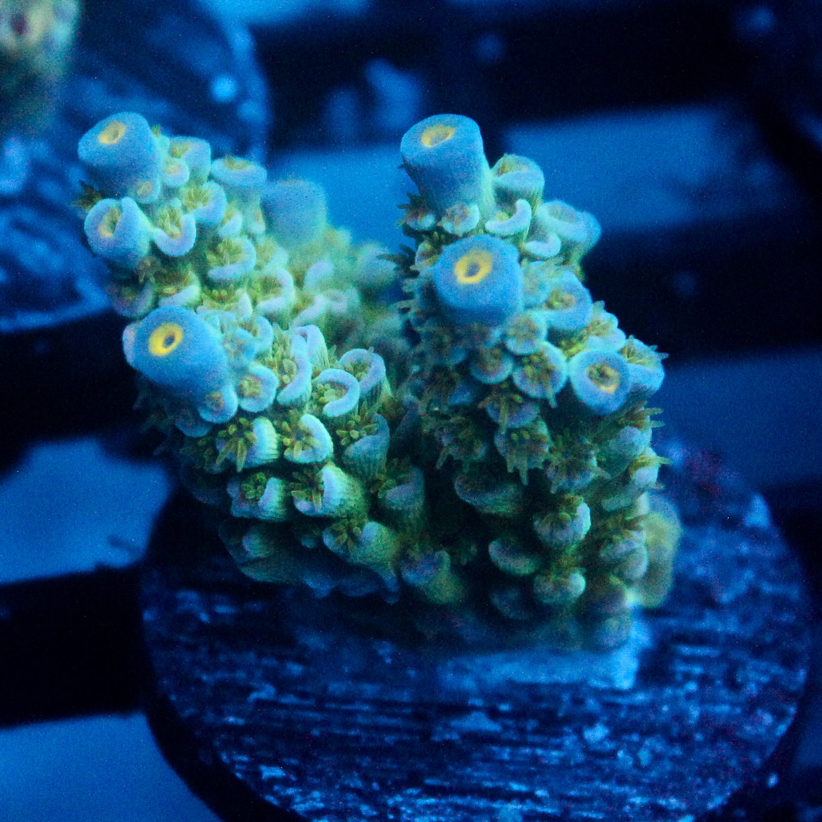 JC Green Demon Acro