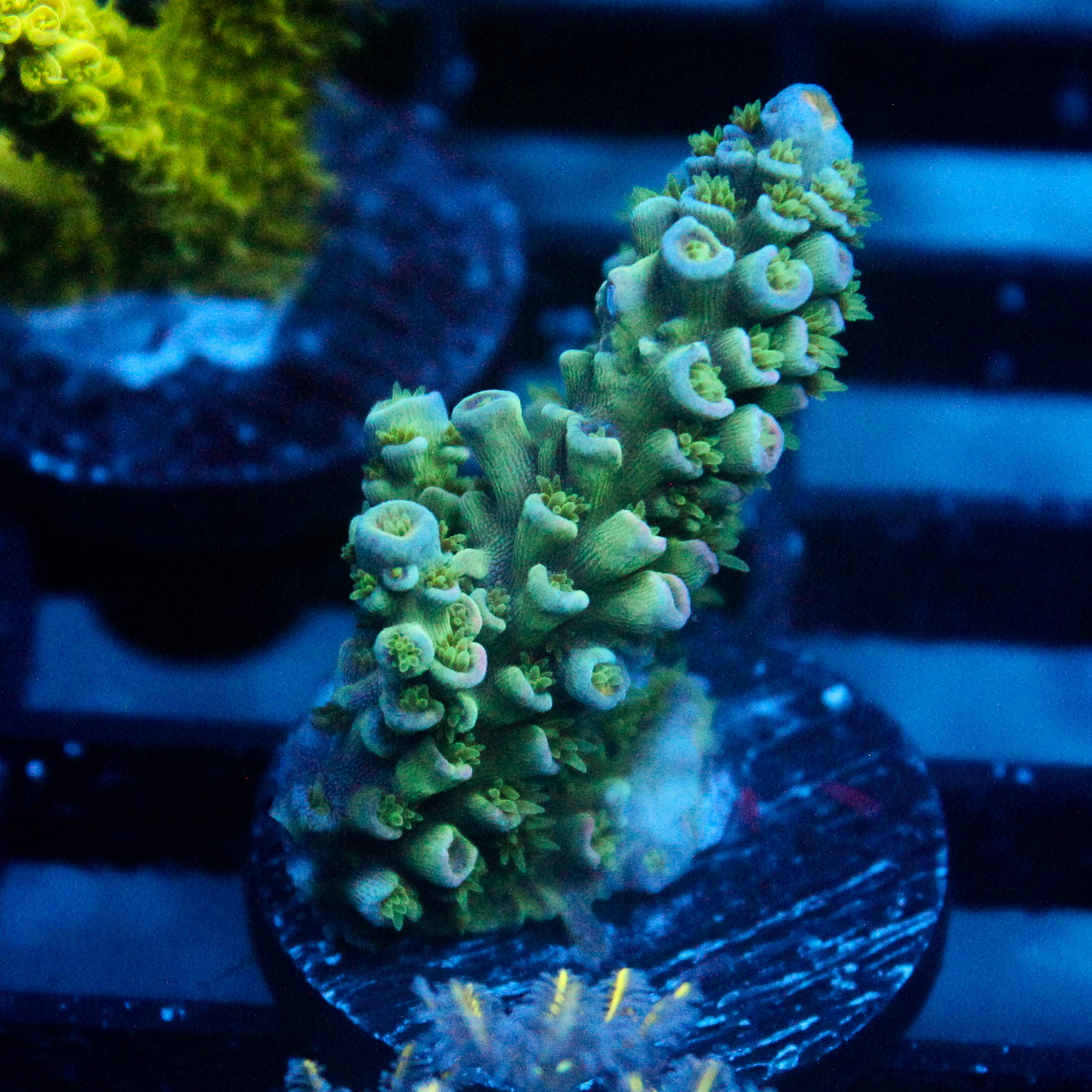 JC Green Demon Acro