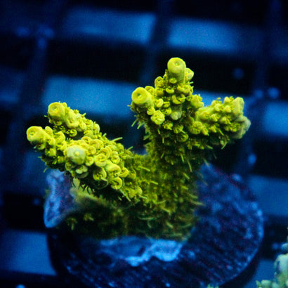 JC Pestilence Acro