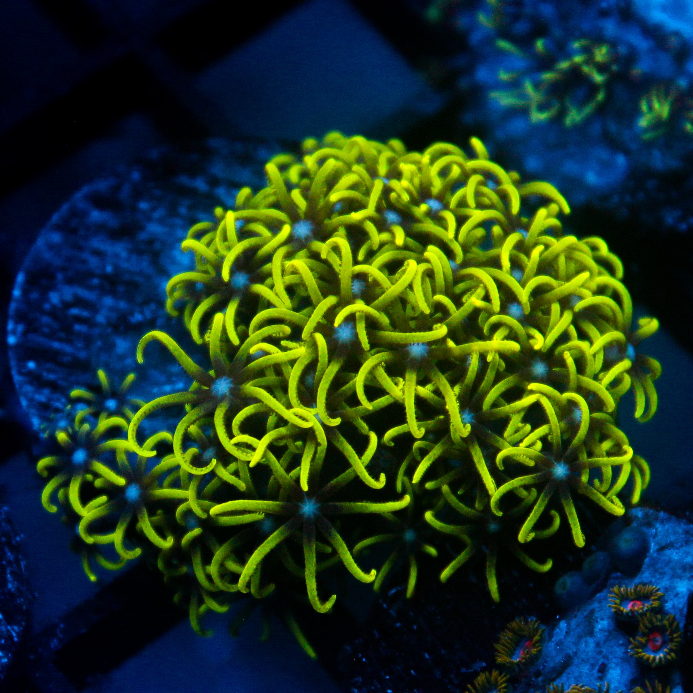 JC GSP