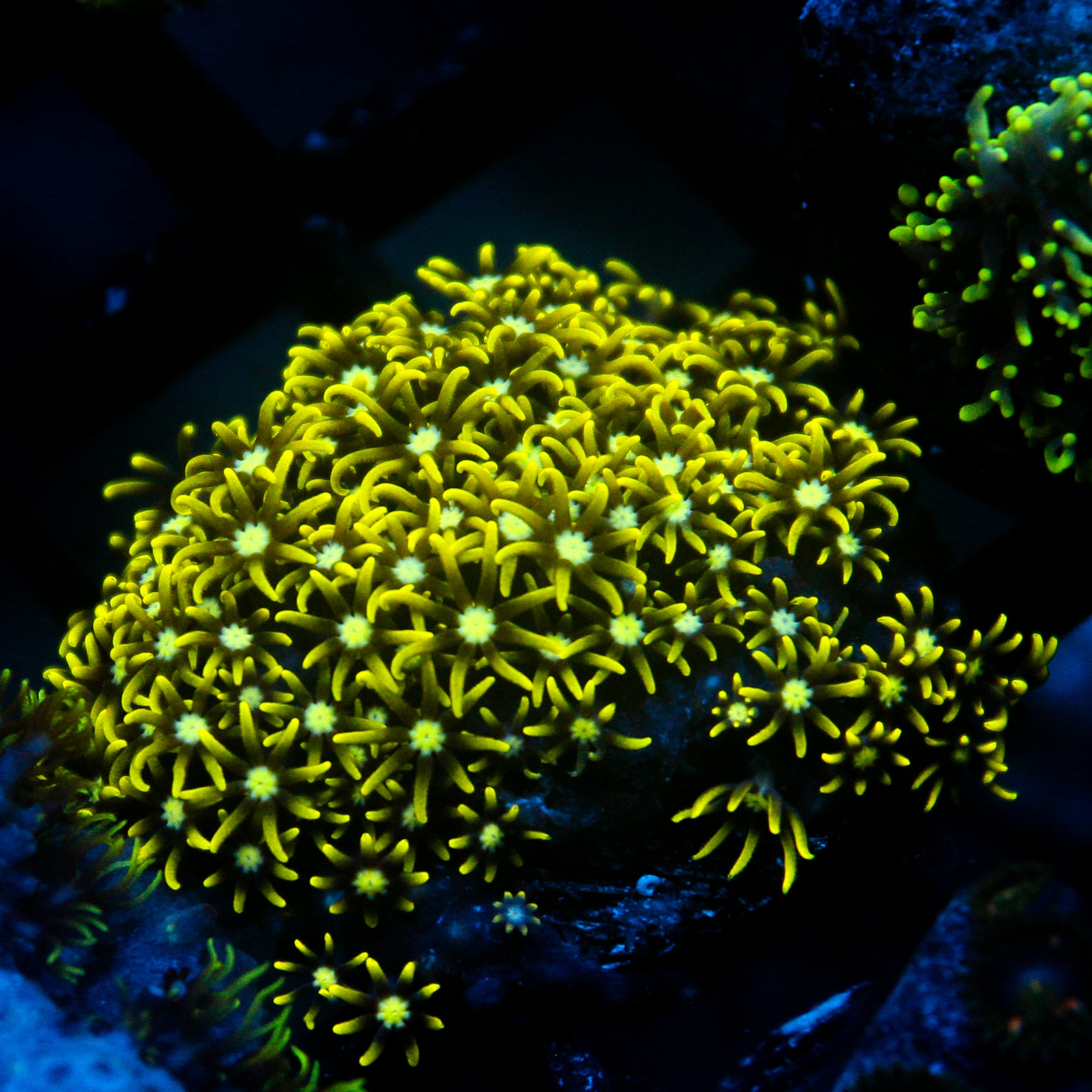 JC GSP