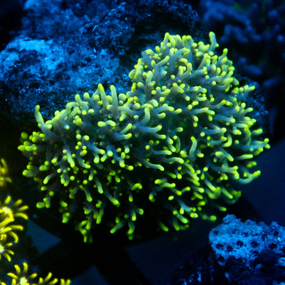 JC Minty GSP
