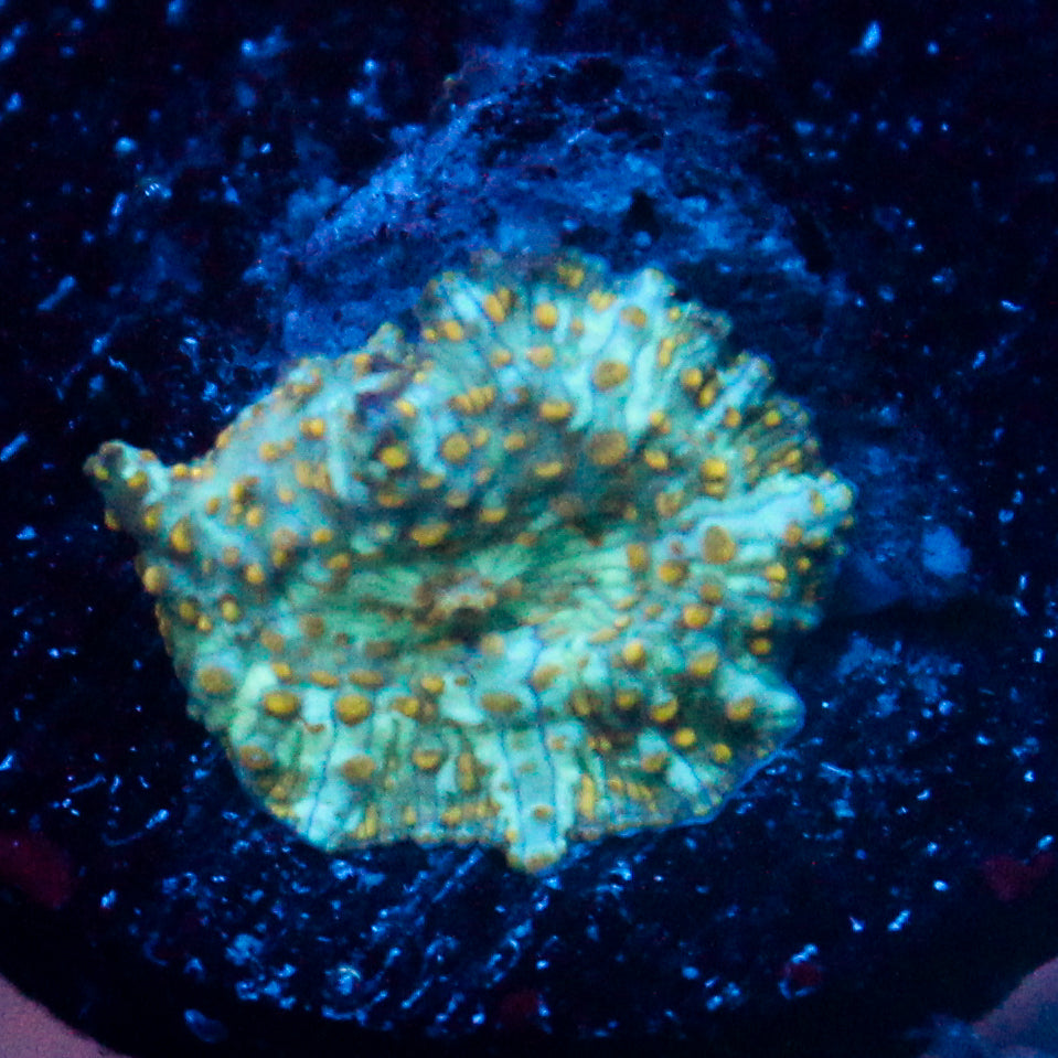 JC Firefly Discosoma