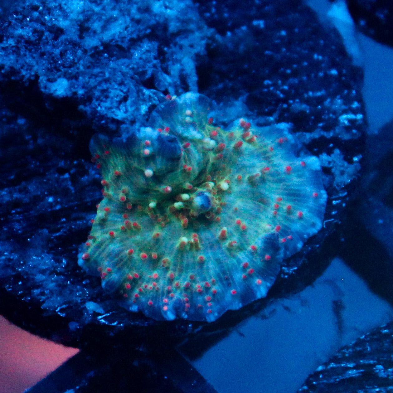 JC Firefly Discosoma