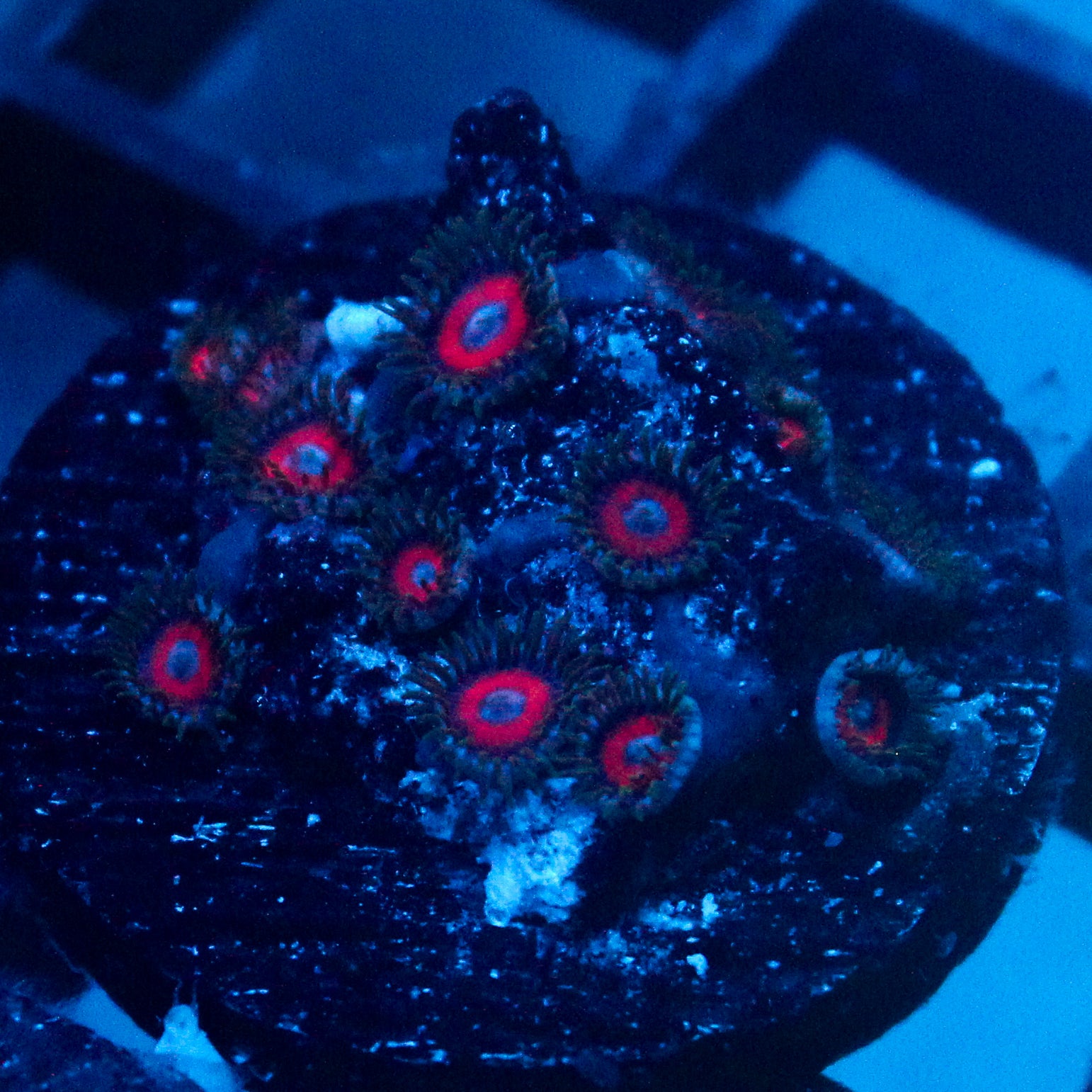 JC Empire Zoanthids