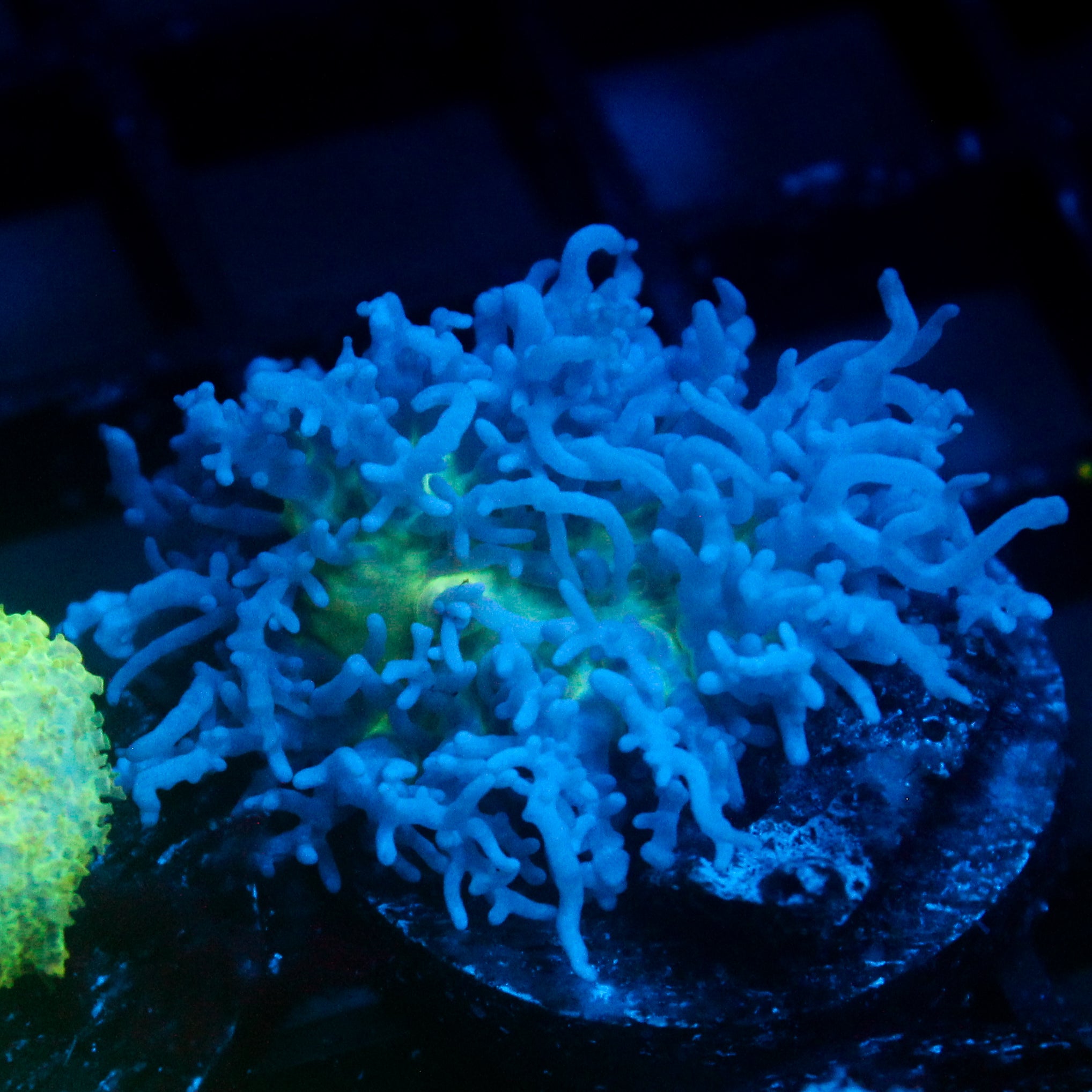JC Fuzzy Mushroom