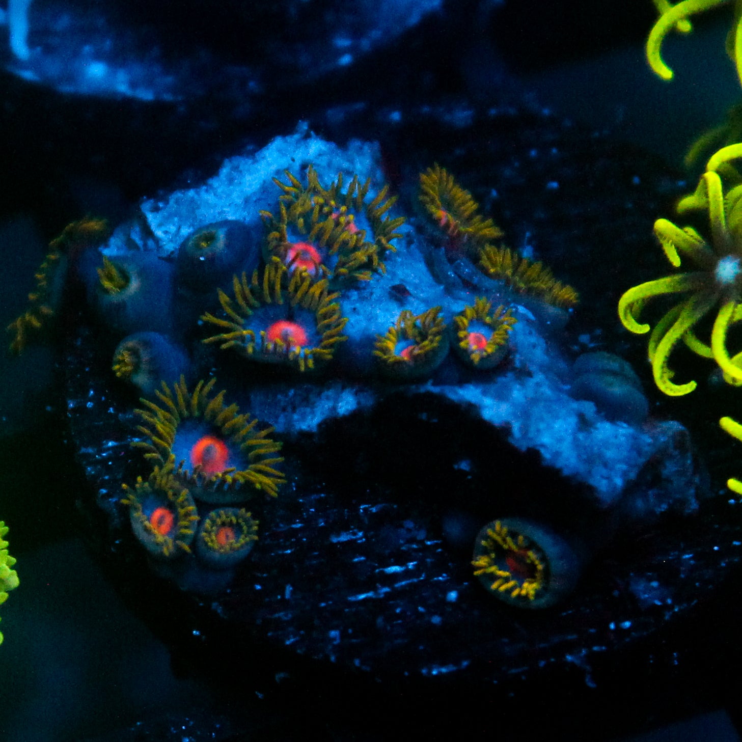 JC Blue Beast Zoanthid