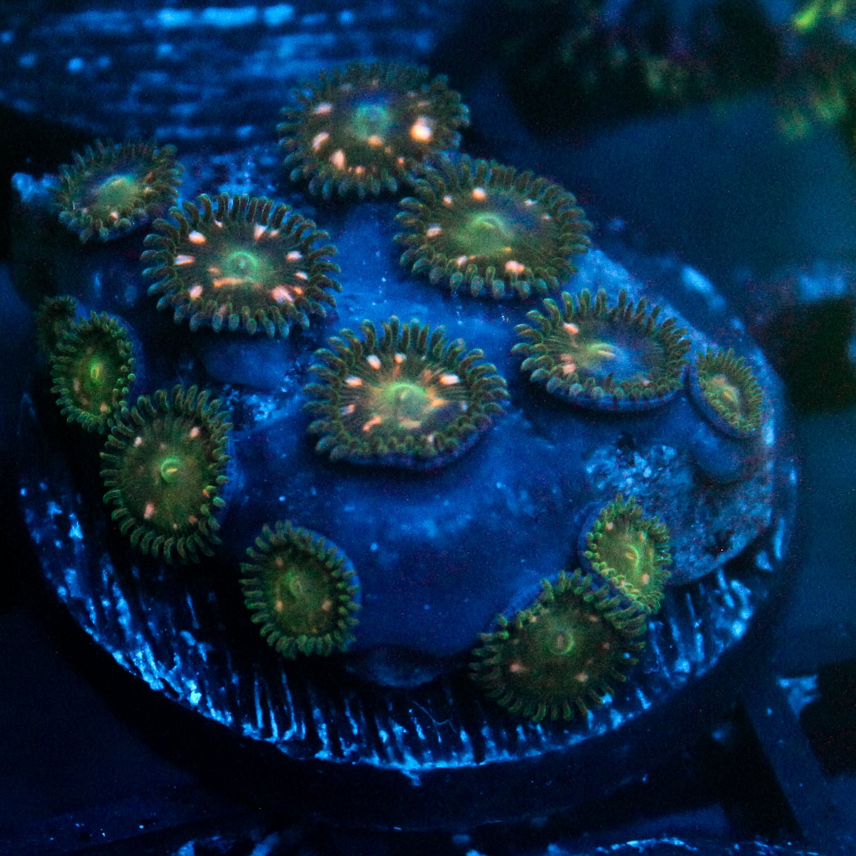 JC Starship Troopers Zoanthid