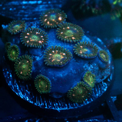JC Starship Troopers Zoanthid