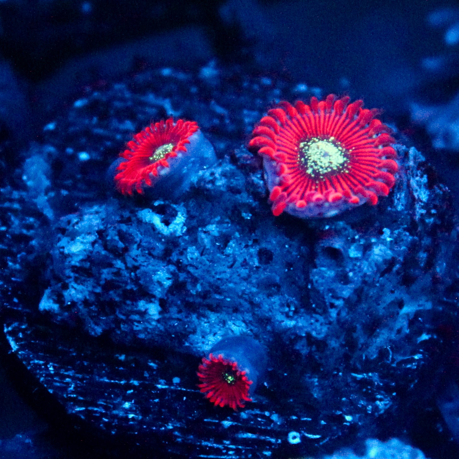 JC Magician's Zoanthid