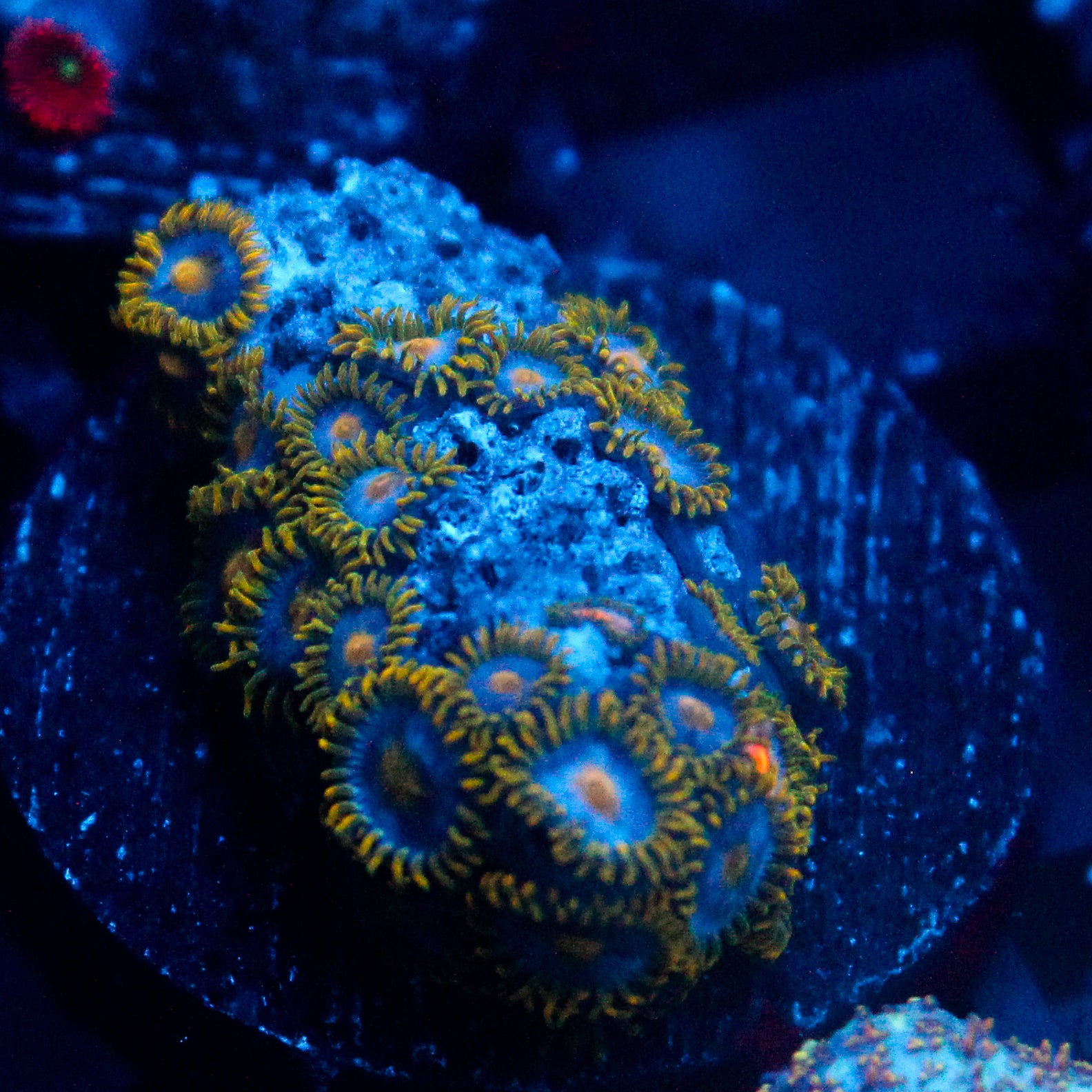 JC Saturn Zoanthid