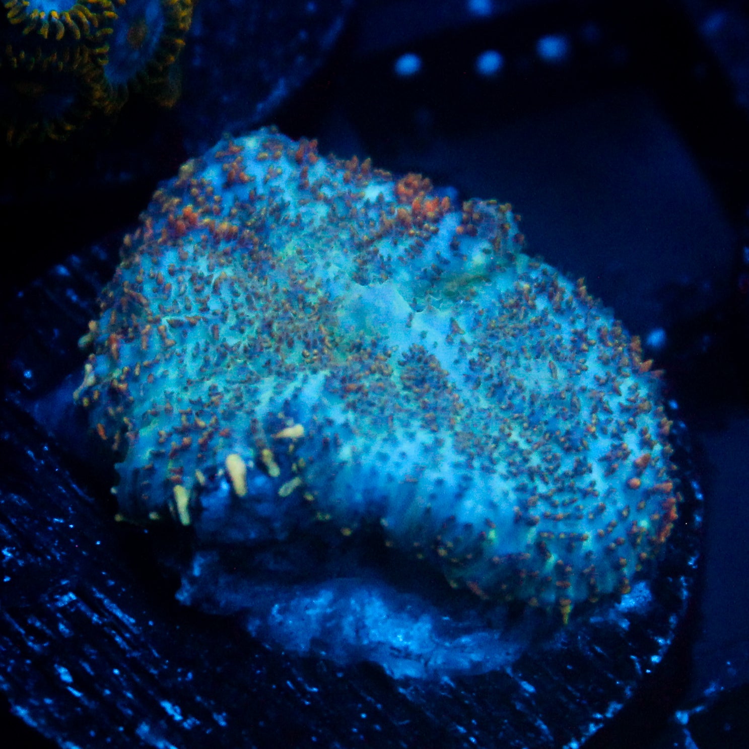 JC Cuprum Calamity Rhodactis