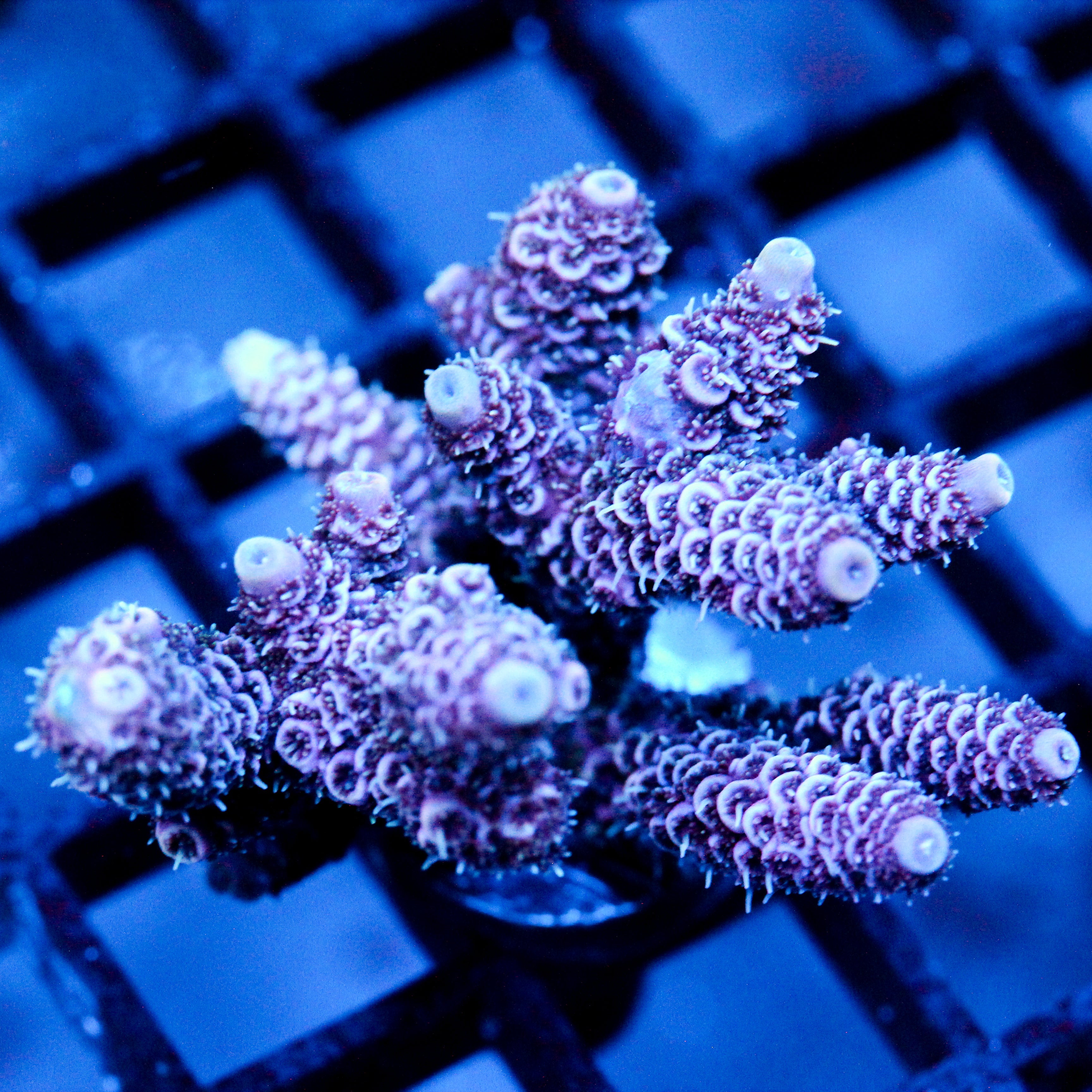 JC Lilac
