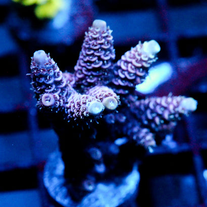 JC Purple Wonder