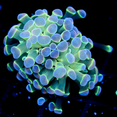 JC Ultra Hologram Hammer