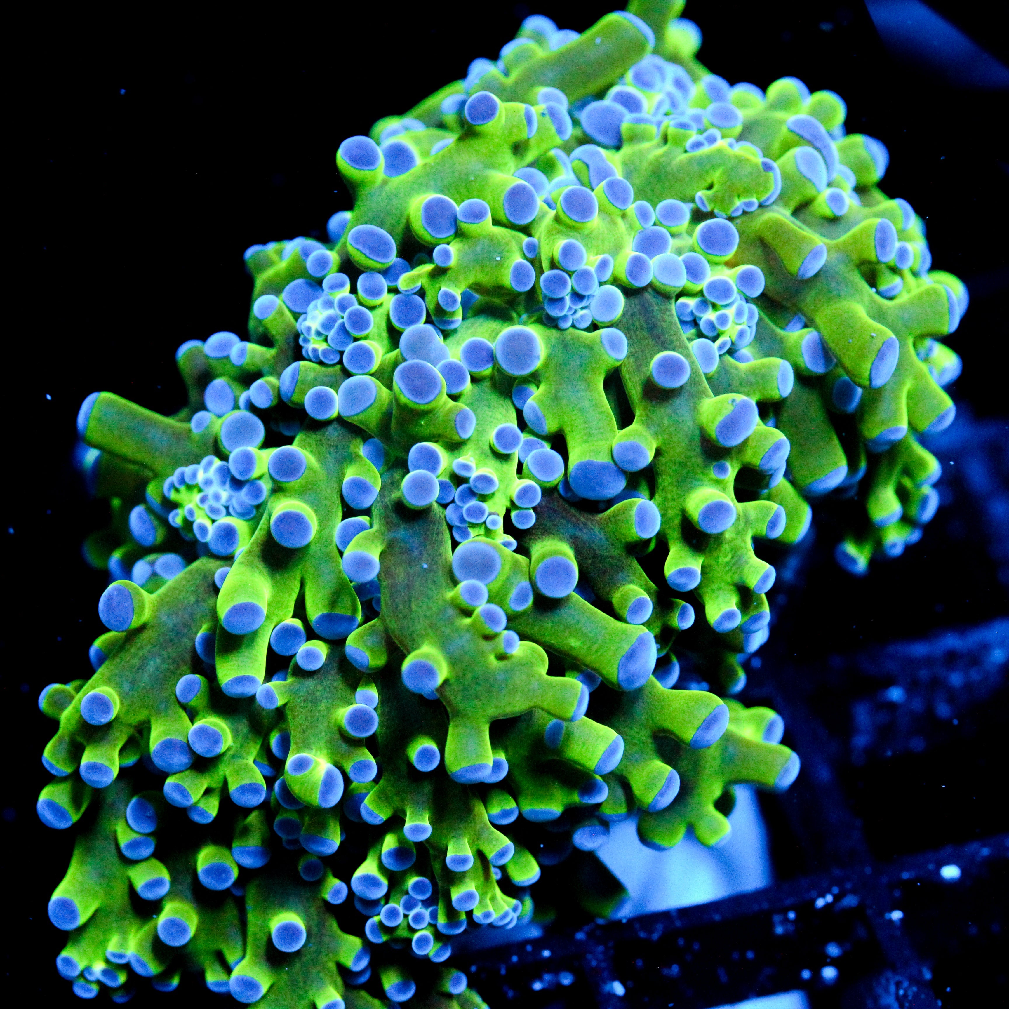 JC Hulk Octo