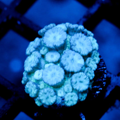 JC Blue Grumpyyy Goni