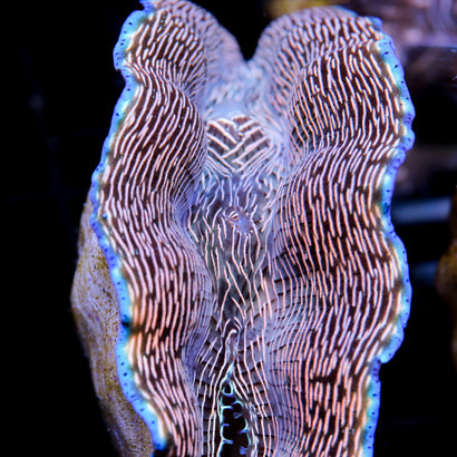 JC LG Zebra Derasa