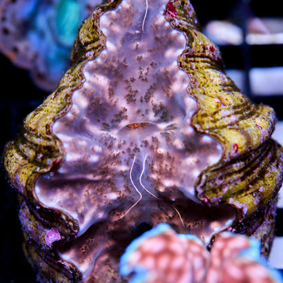 JC Hippopus Clam