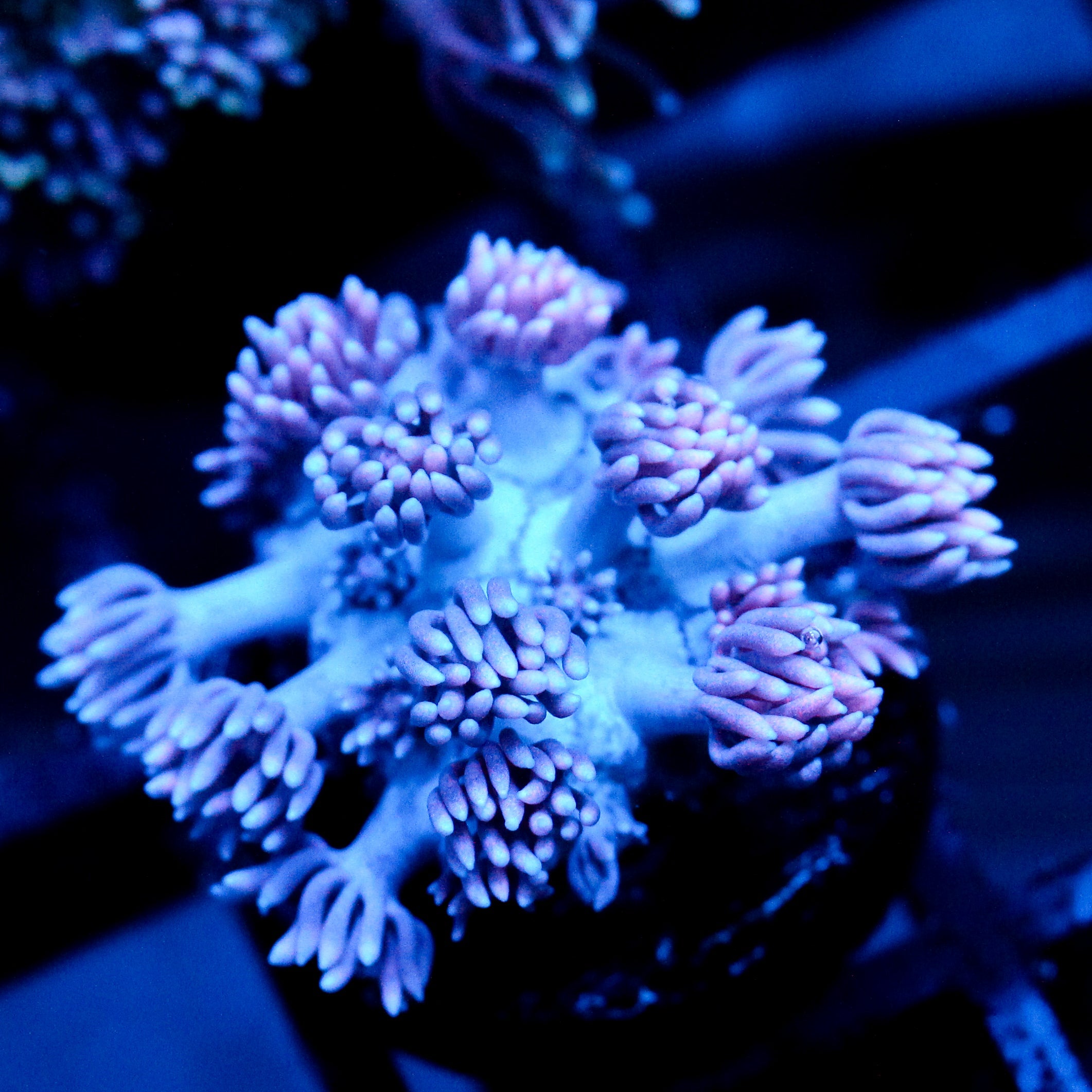 JC Purple Touch goni