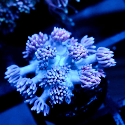 JC Purple Touch goni