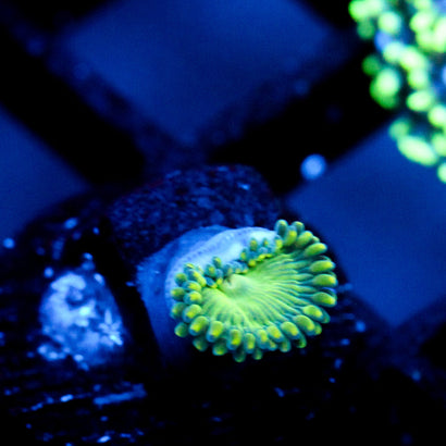 JC Lady Liberty Zoanthid