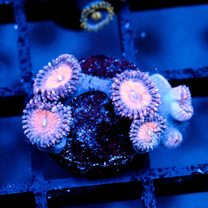 JC Amber Bliss Zoanthid