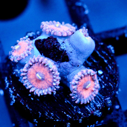 JC Amber Bliss Zoanthid