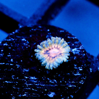 JC Blue Seam Zoanthid