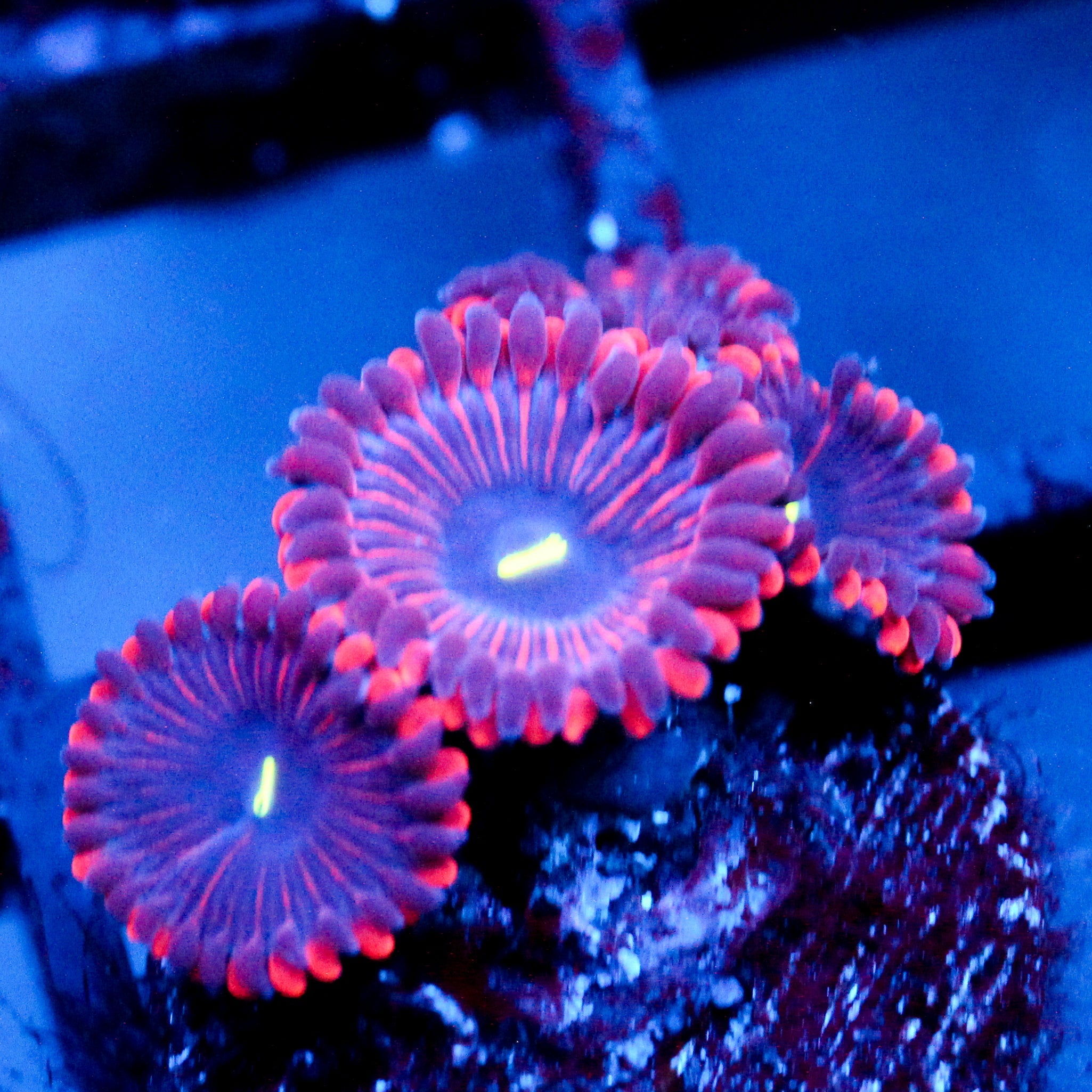 JC Purple People Eater Zoanthid