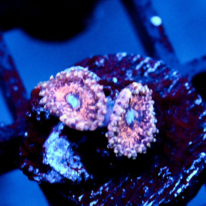 JC Neptunes Bounty Zoanthid