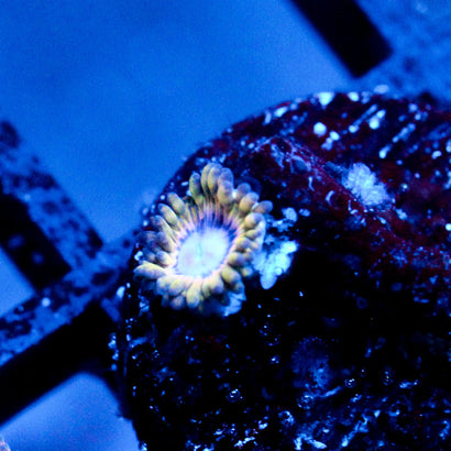 JC White Hole Zoanthid