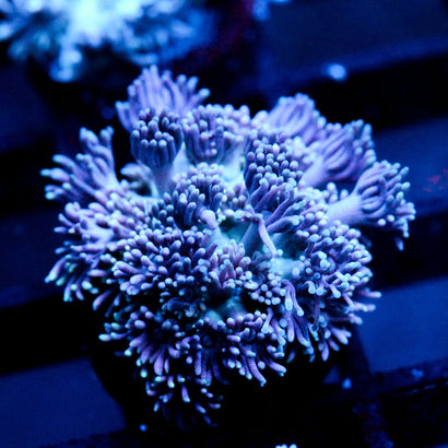 JC Wintry Peaks Gonie