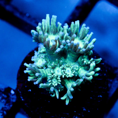JC Tortoise Goni