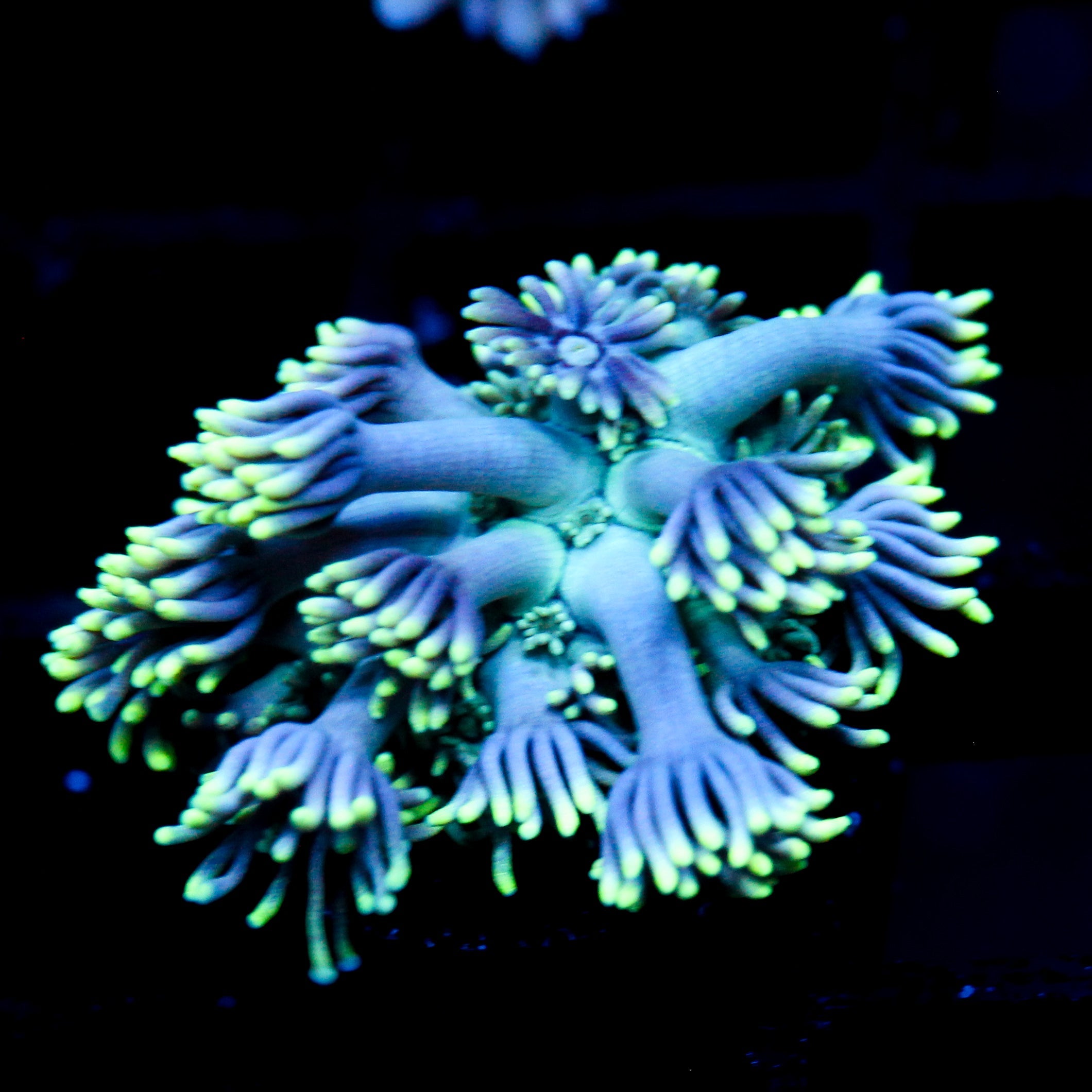 JC Neon Kiss Goni