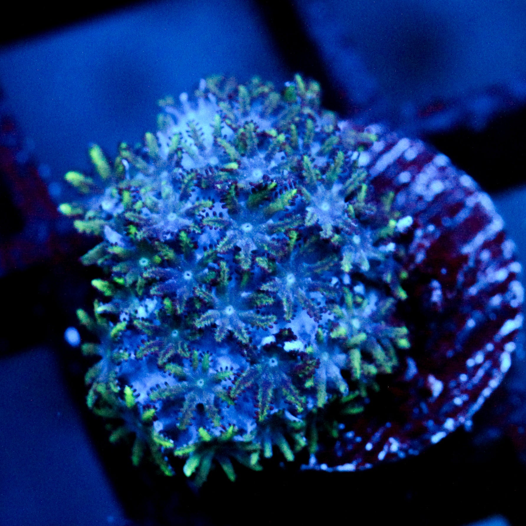 JC Sympodium