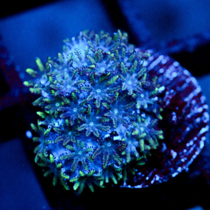 JC Sympodium