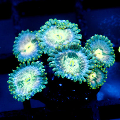 JC Hawaiian Ding Dang Zoanthid