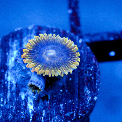 JC Rainbow Yoda Zoanthids