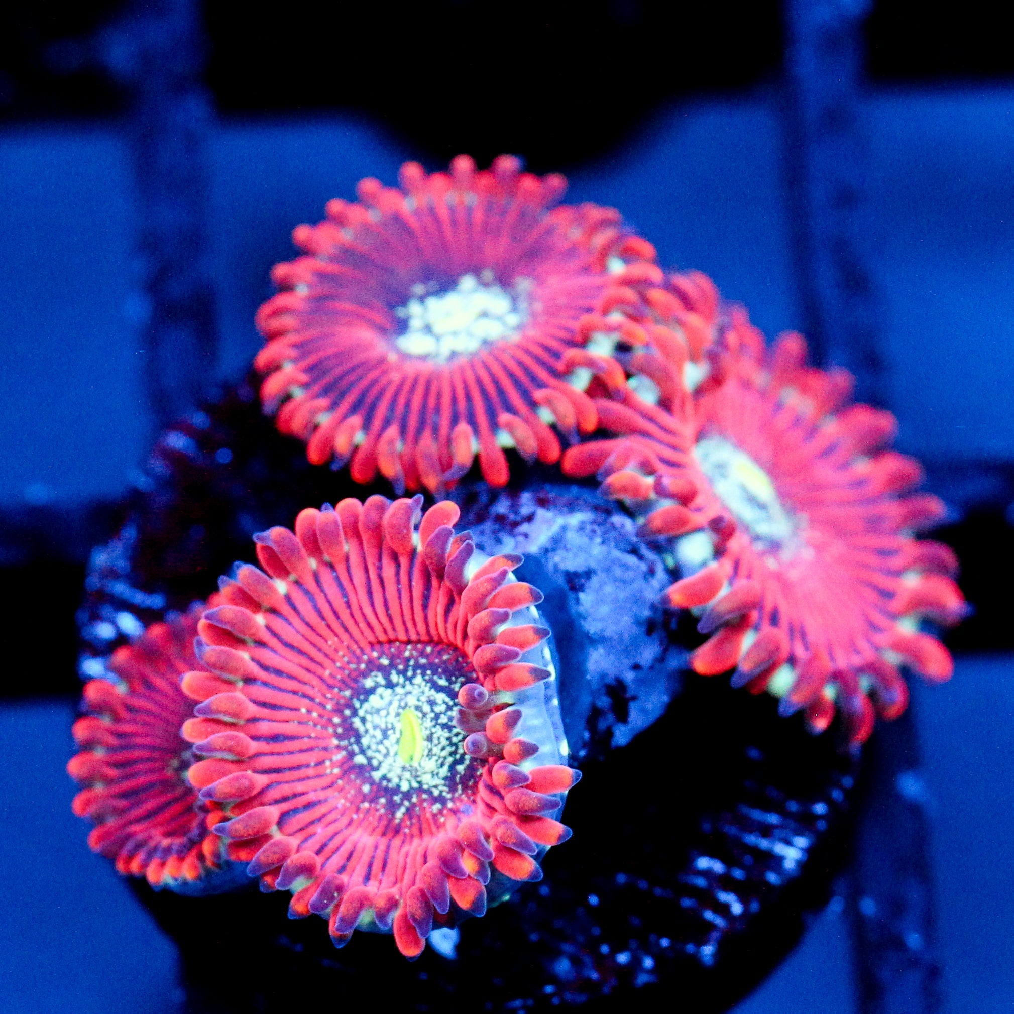 JC Magician's Zoanthid