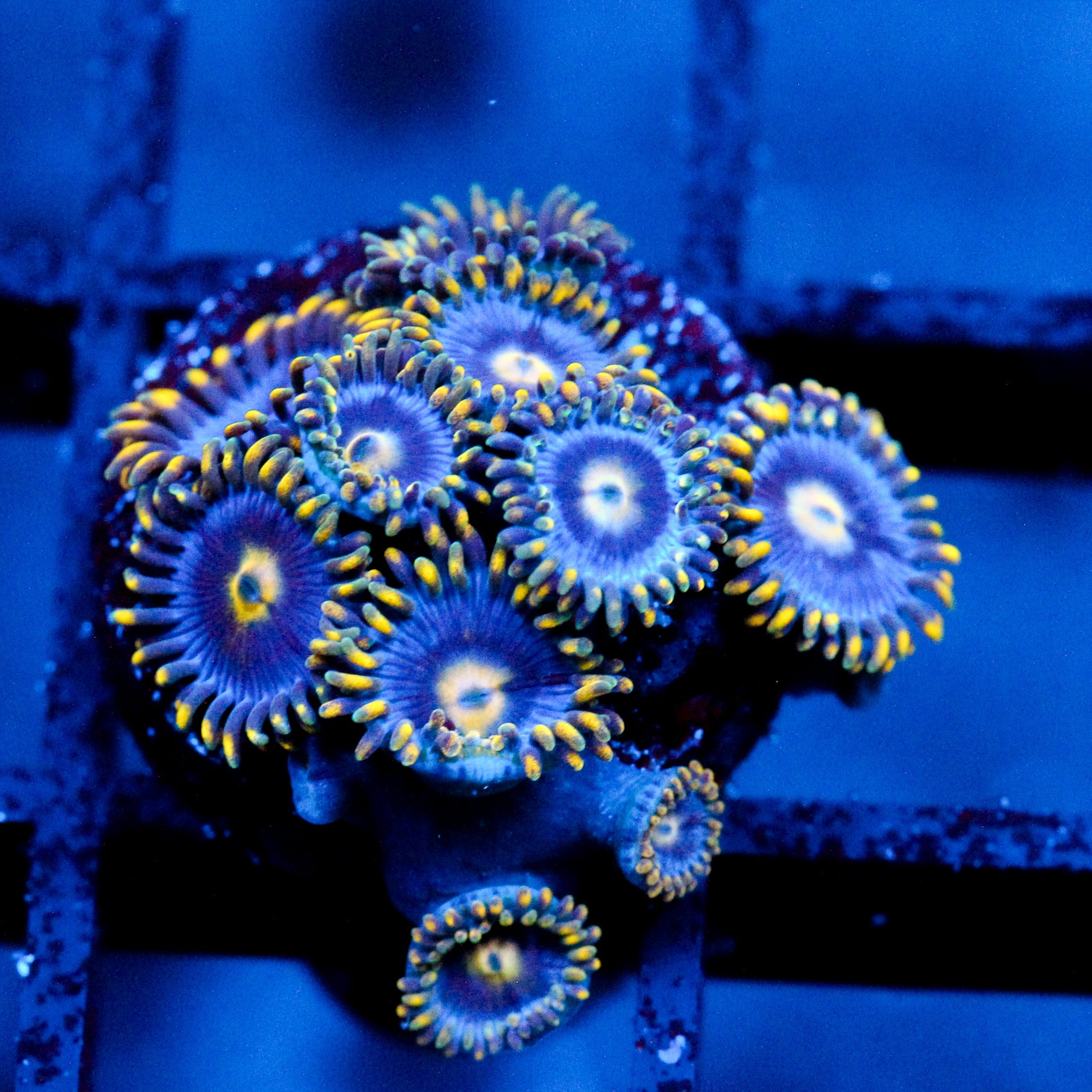 JC Gold Burst Zoanthid