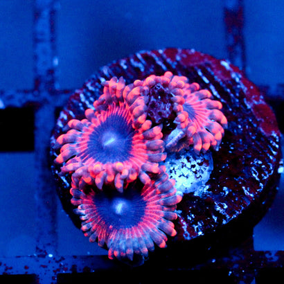 JC Typhloshion Zoanthid