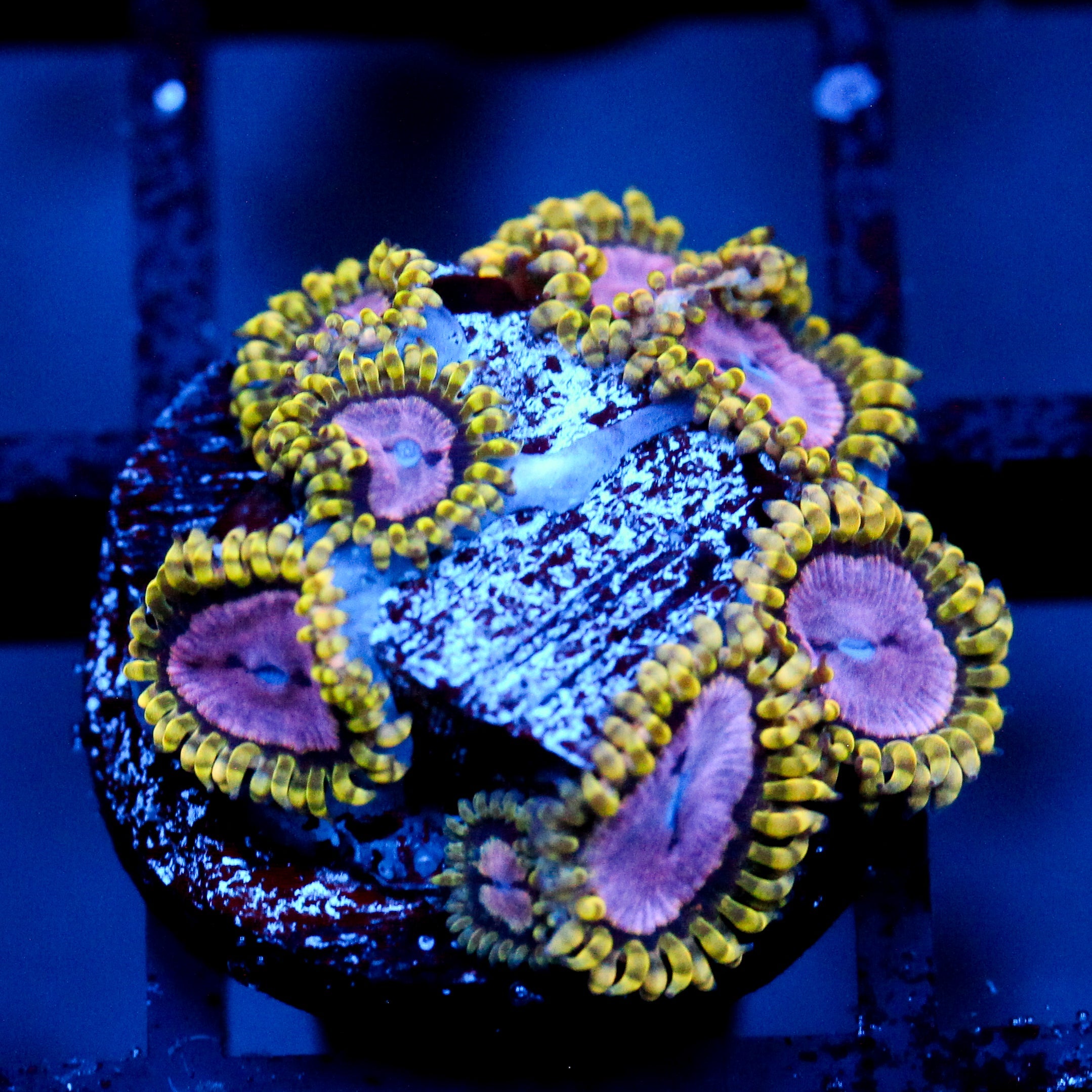JC Purple Monster Zoanthid