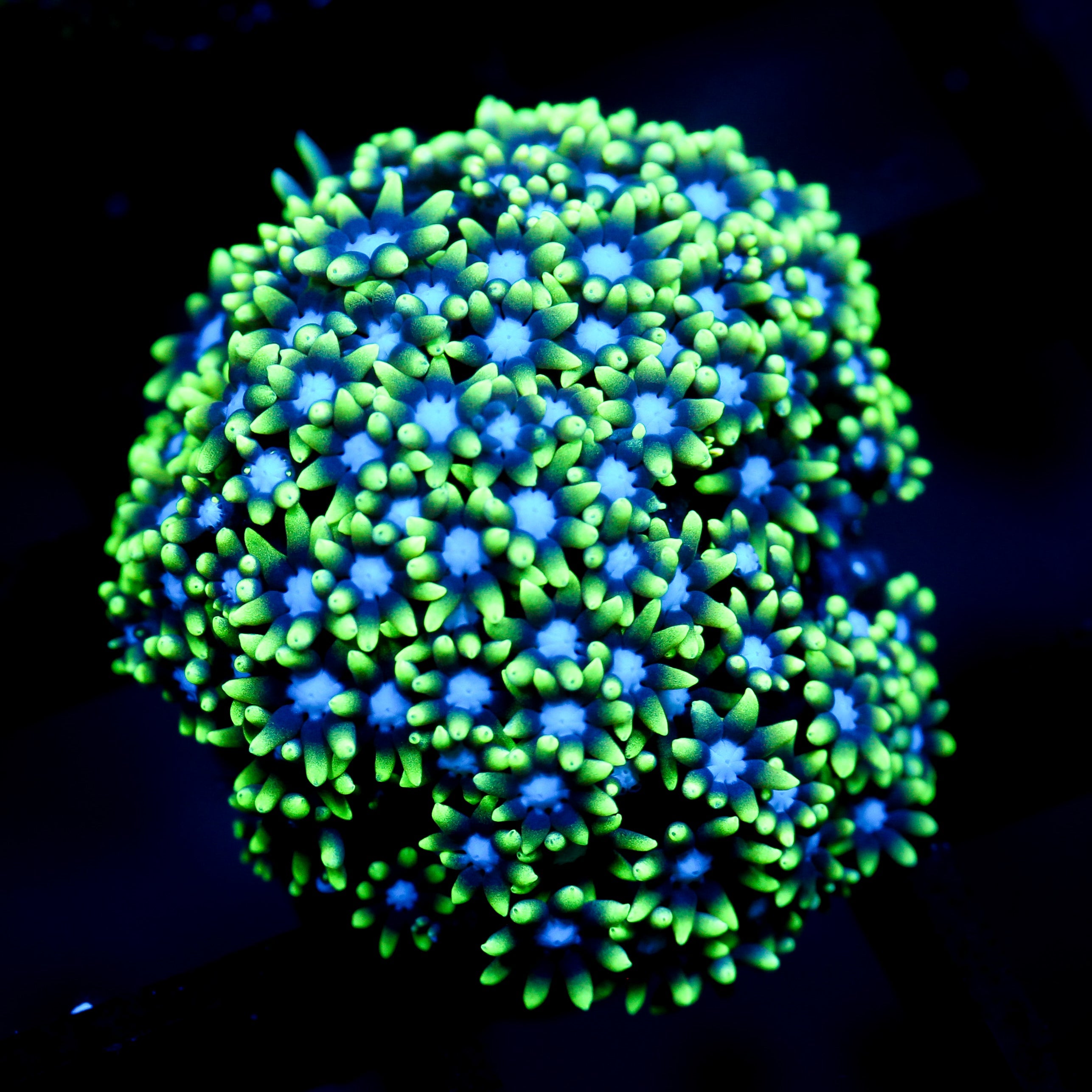 JC Shimmer Star Polyp