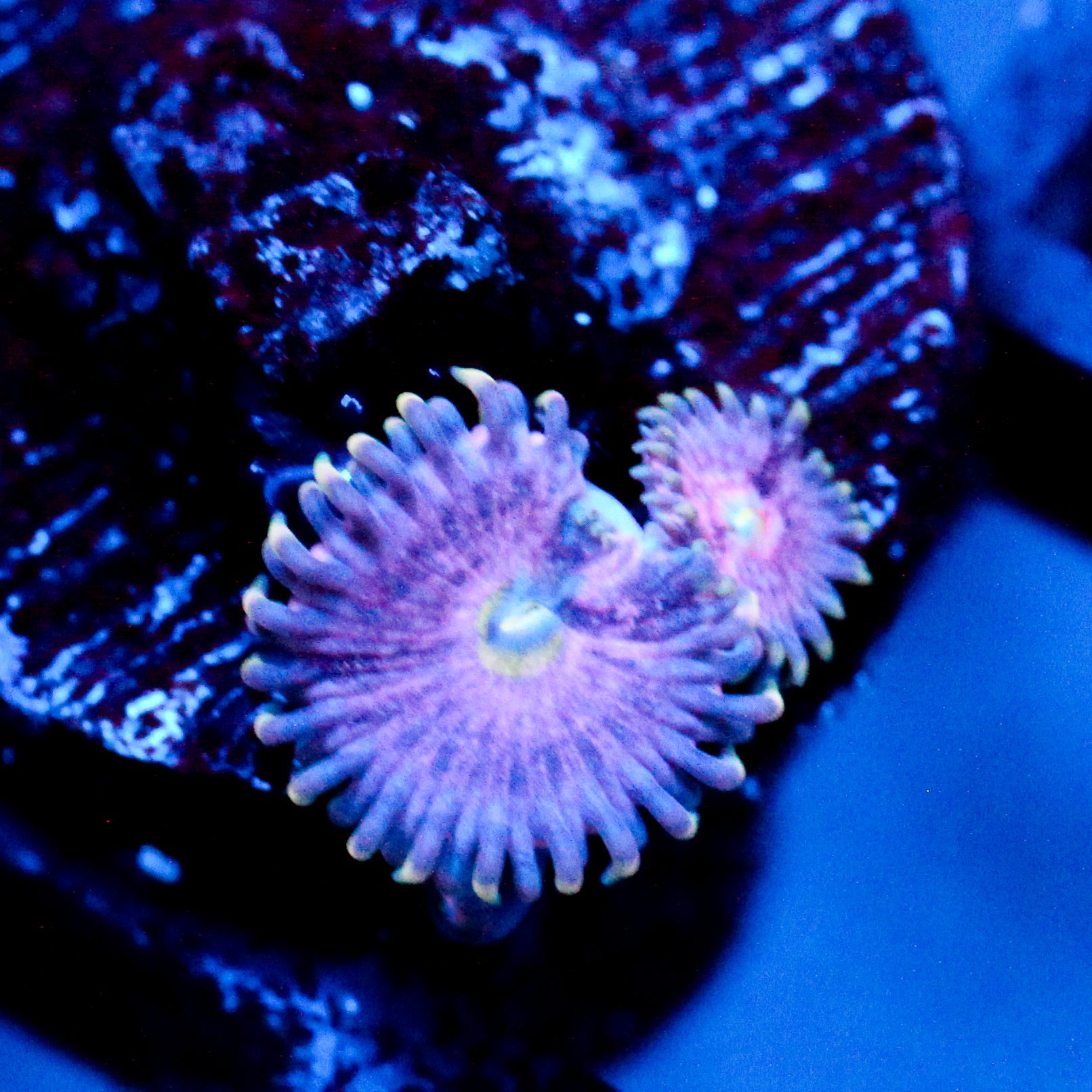 JC Strawberry Lemonade Zoanthid