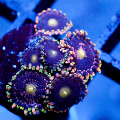 JC Bozos birthday Zoanthid