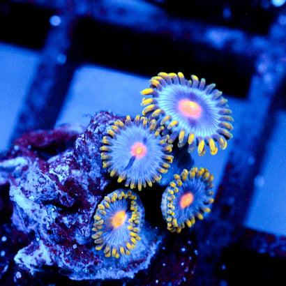 JC Ultra Gold Burn Zoanthid