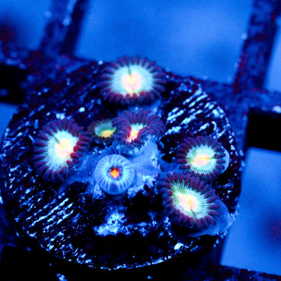JC Blue Fever Zoanthid